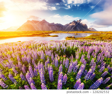 Great view of lupine flowers glowing by sunlight. Location Stokksnes cape, Vestrahorn, Iceland, Europe. Great view of lupine flowers glowing by sunlight. Location Stokksnes cape, Vestrahorn, Iceland, Europe. 128282532