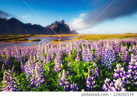 Great view of lupine flowers. Location place Stokksnes cape, Vestrahorn (Batman Mountain), Iceland, Europe. Great view of lupine flowers. Location place Stokksnes cape, Vestrahorn (Batman Mountain), Iceland, Europe. 128282534