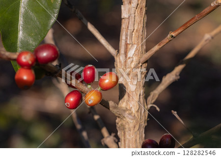 Coffee tree concept. Organic coffee berries beans 128282546