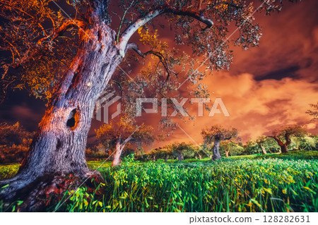 olive garden in the dark 128282631