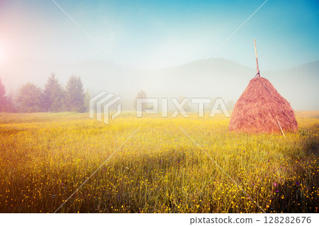 beautiful summer field beautiful summer field 128282676