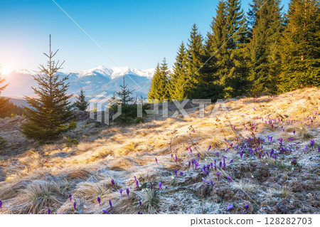 beautiful spring flowers 128282703