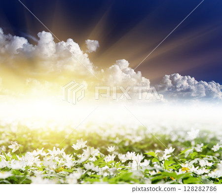 flower flower 128282786