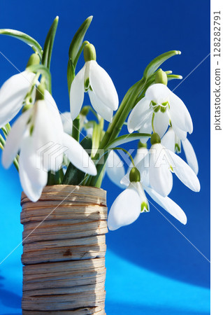 snowdrops snowdrops 128282791