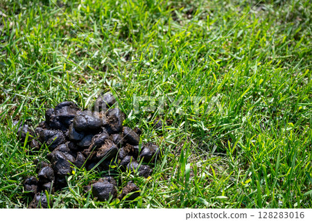 Selective focus on horse manure in a pasture Selective focus on horse manure in a pasture 128283016