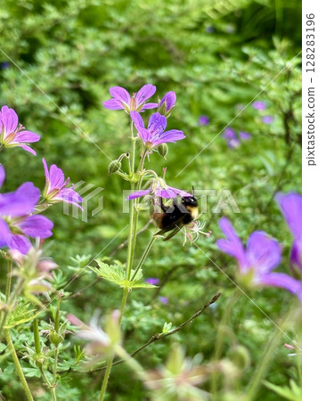 Geranium sylvaticum purple flower a bumblebee sitting on a purple flower Geranium sylvaticum purple flower a bumblebee sitting on a purple flower 128283196