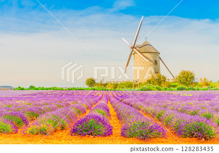 Blooming Lavender field 128283435