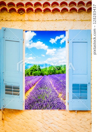Lavender field window Lavender field window 128283437