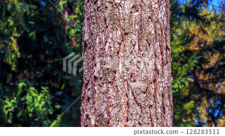Close-up view to the texture evergreen conifer species bark Pseudotsuga menziesii, commonly known as Douglas-fir. Close-up view to the texture evergreen conifer species bark Pseudotsuga menziesii, commonly known as Douglas-fir. 128283511