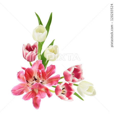 Pink and white tulip flowers in a corner floral arrangement isolated on white Pink and white tulip flowers in a corner floral arrangement isolated on white 128283524