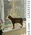 Bengal cat looking out a window cat guard, protection net 128283558