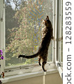 Bengal cat standing on its hind legs looking out a window cat guard, protection net 128283559