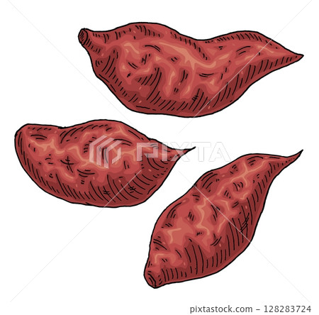 Whole sweet potato. Vintage engraving vector color illustration 128283724