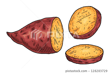 Slice sweet potato. Vintage engraving vector color illustration 128283729