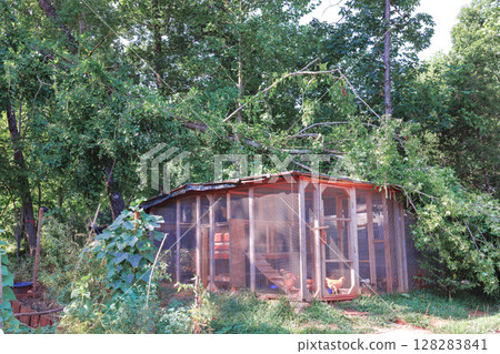 Chickens roam inside coop partially covered by fallen tree branches after strong wind Chickens roam inside coop partially covered by fallen tree branches after strong wind 128283841