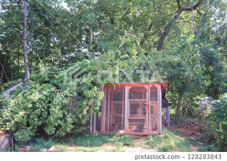 Large tree has fallen onto backyard chicken coop after summer storm, causing significant damage structure. Large tree has fallen onto backyard chicken coop after summer storm, causing significant damage structure. 128283843