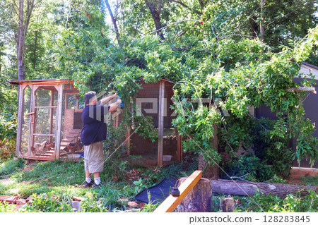 After strong hurricane worker is carefully cutting tree branches that are overhanging chicken coop in residential backyard. 128283845