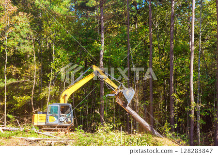 Excavator works industriously to cut down tree in dense forest emphasizing industrial productivity at construction area Excavator works industriously to cut down tree in dense forest emphasizing industrial productivity at construction area 128283847