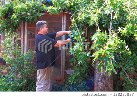 Handyman carefully trims vibrant green vines from wooden structure in garden on strong tornado 128283857