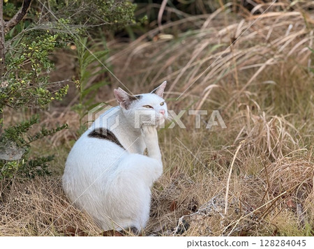 白雉貓用後腿抓臉 白雉貓用後腿抓臉 128284045