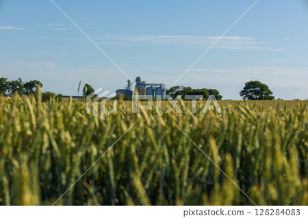 Grain silos stand prominently amidst golden grain fields with lush trees in the background against a bright blue sky 128284083
