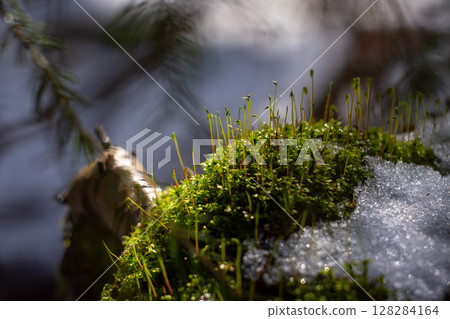A micro-shade of moss on a stump in the rays of the spring sun 128284164