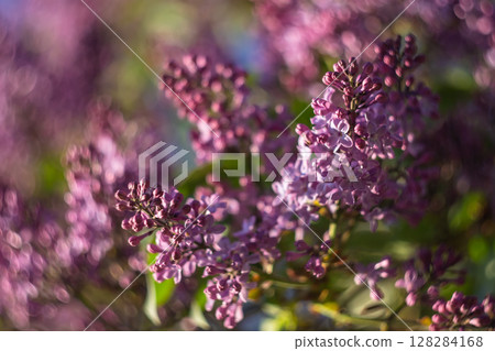A branch of purple lilac in spring A branch of purple lilac in spring 128284168