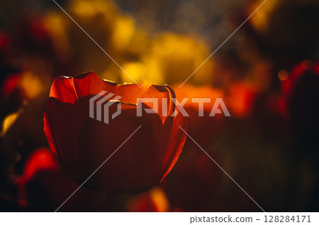 A scarlet tulip from a large angle at sunset A scarlet tulip from a large angle at sunset 128284171