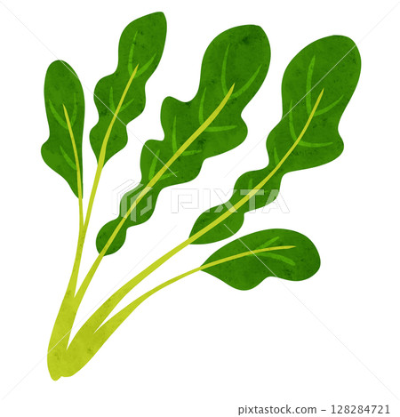 芝麻菜葉水彩手繪插畫 128284721