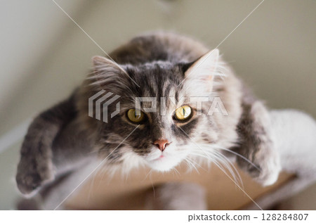 Fluffy Gray Cat with Yellow Eyes ,King of Heights The Watchful Gaze Fluffy Gray Cat with Yellow Eyes ,King of Heights The Watchful Gaze 128284807