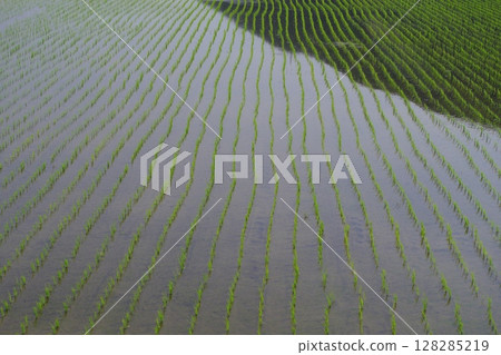 Rice paddy after rice planting Rice paddy after rice planting 128285219