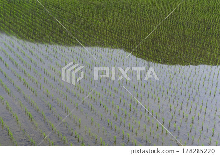 水稻種植後的稻田 水稻種植後的稻田 128285220