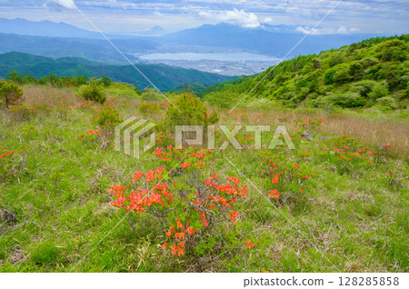 富士山、諏訪湖、蓮華杜鵑【取自三晴山】 富士山、諏訪湖、蓮華杜鵑【取自三晴山】 128285858