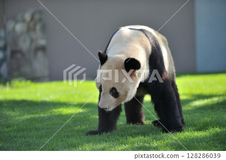 在小濱附近散步 在小濱附近散步 128286039