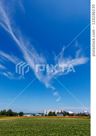 Blue sky and field Blue sky and field 128286230