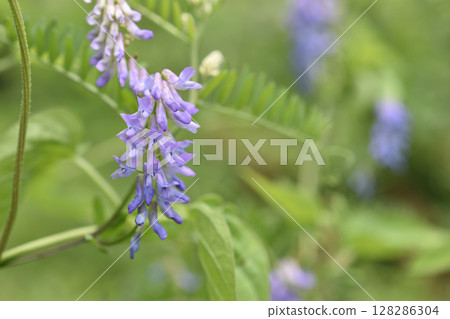 多花野碗豆 多花野碗豆 128286304