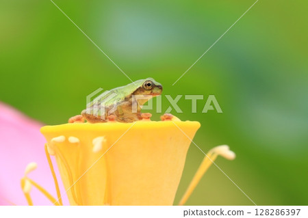 Tree frog and lotus 7326 128286397