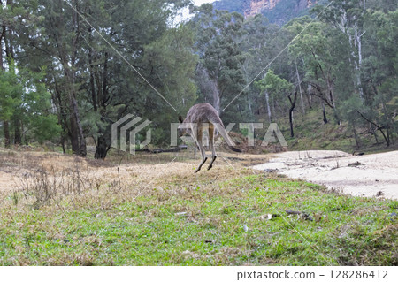 A Kangaroo hopping near Capertee River in Wollemi National Park 128286412