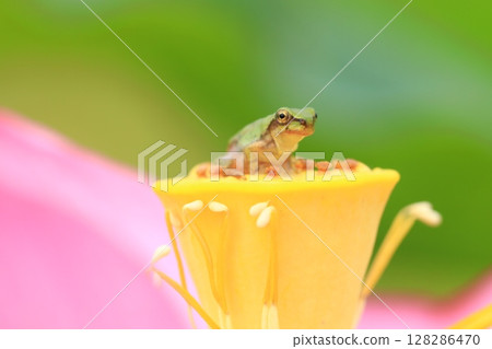 Tree frog and lotus 7300 Tree frog and lotus 7300 128286470