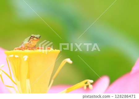 Tree frog and lotus 7309 Tree frog and lotus 7309 128286471