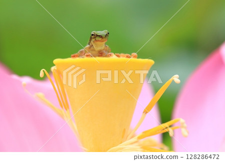 樹蛙與蓮花 7247 樹蛙與蓮花 7247 128286472