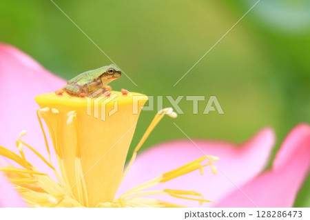 樹蛙與蓮花 7254 樹蛙與蓮花 7254 128286473