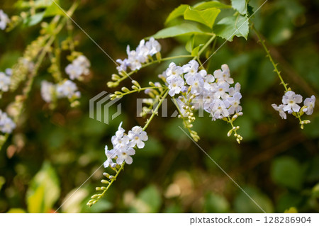 Flowering tree in the garden with green leaves and white flowers Flowering tree in the garden with green leaves and white flowers 128286904