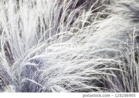 close up of grasses in the field, note shallow depth of field close up of grasses in the field, note shallow depth of field 128286905