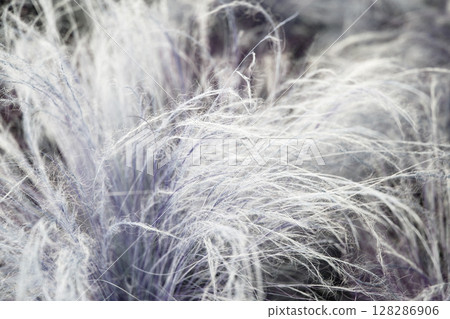 Close up of grasses in the field. Selective focus. Close up of grasses in the field. Selective focus. 128286906