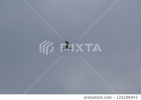 Flying bird 128286941