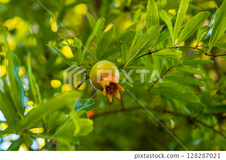 Ripe pomegranate fruit on the tree with green leaves Ripe pomegranate fruit on the tree with green leaves 128287021