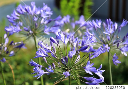 百子蓮（紫公子蘭） 128287050