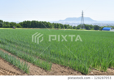 Photographing the landscape of a leek field in Hakodate, Hokkaido in summer 128287053