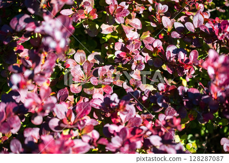 Close up of the leaves of a barberry bush in autumn. Close up of the leaves of a barberry bush in autumn. 128287087